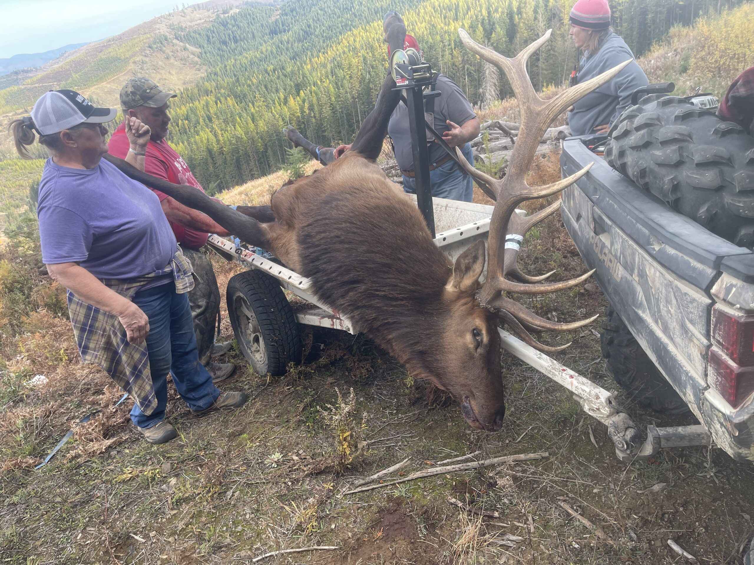 Bull Cleaning!