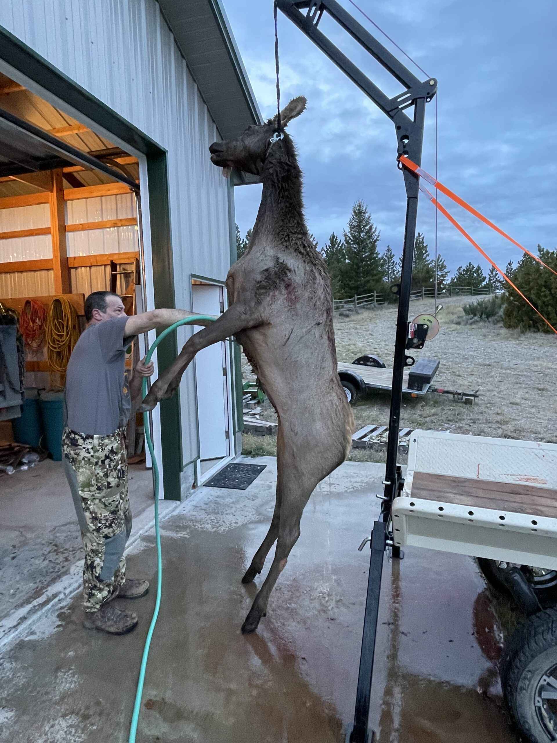 Elk Processing